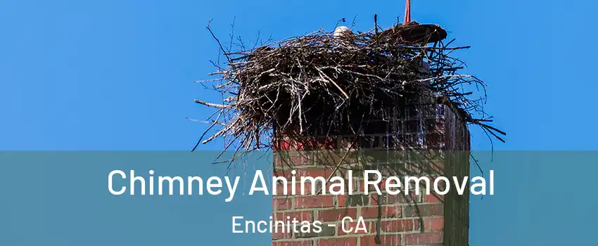 Chimney Animal Removal Encinitas - CA