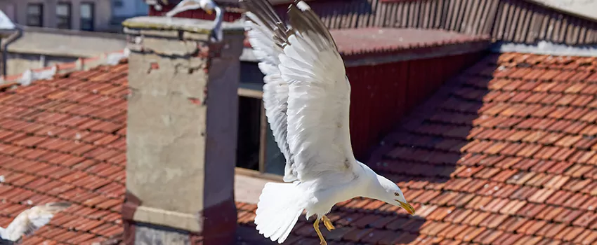Residential Chimney Animal Removal Solution in Encinitas, CA
